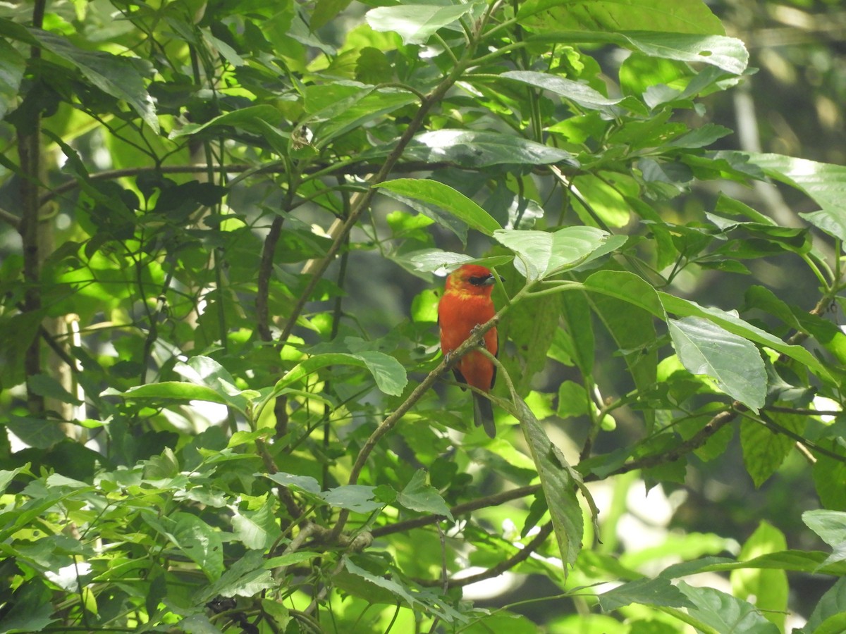 White-winged Tanager - ML643049258