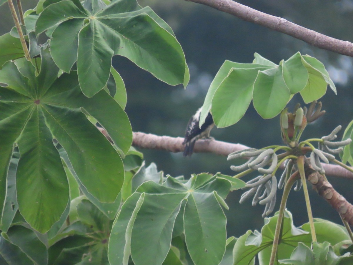 gullnakkespett - ML643049260