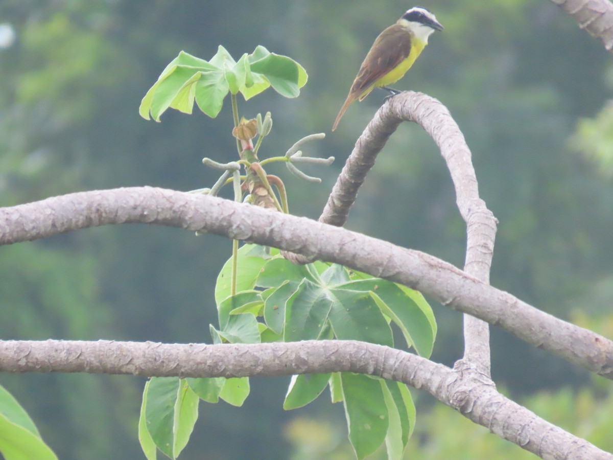 キバラオオタイランチョウ - ML643049284