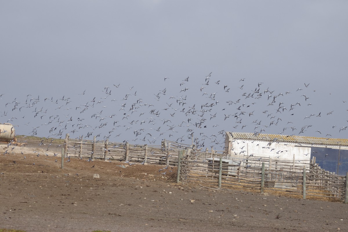 Хөхвөр тагтаа (суурин газрын) - ML643049312