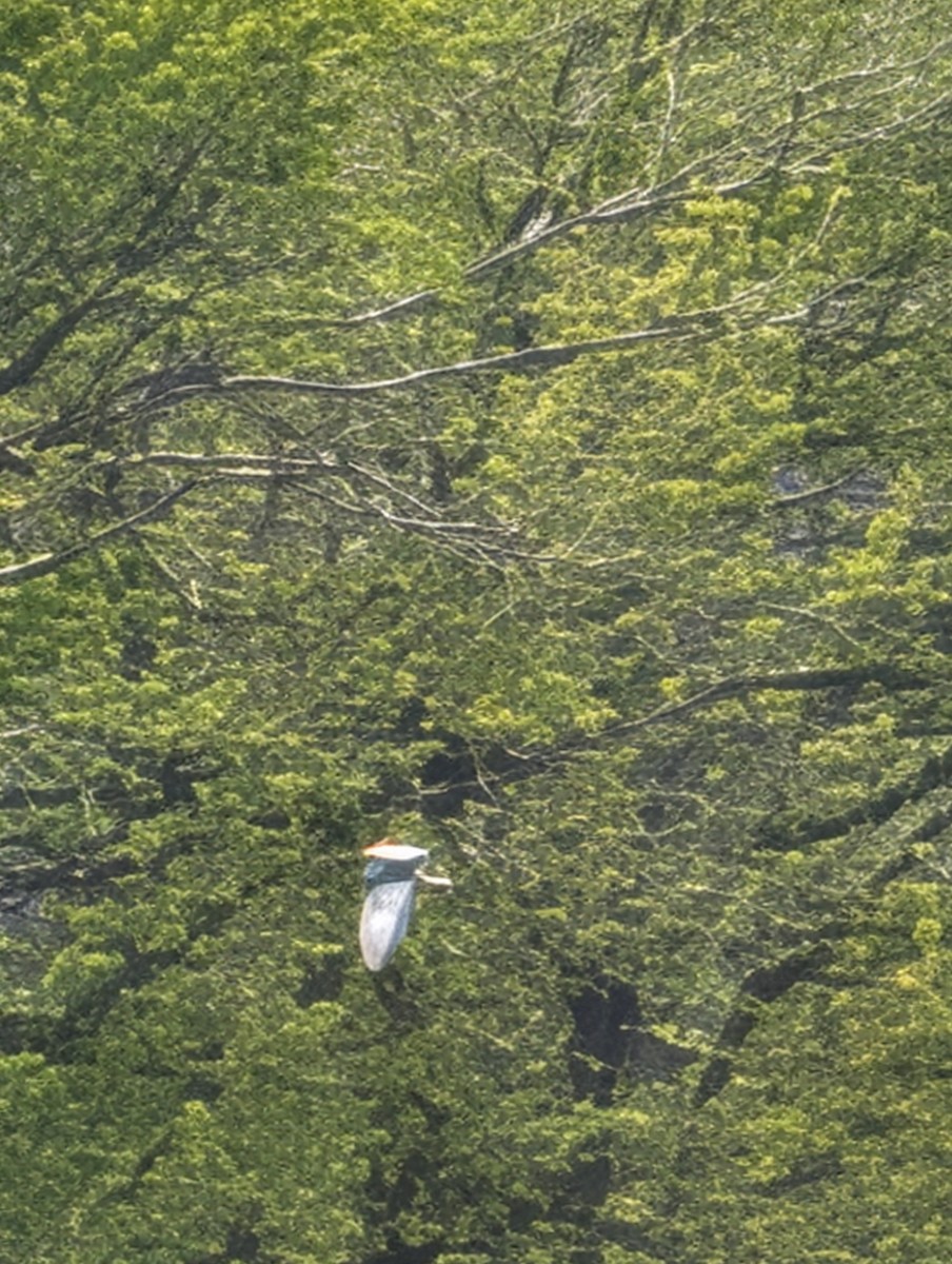 Whiskered Tern - ML643049313