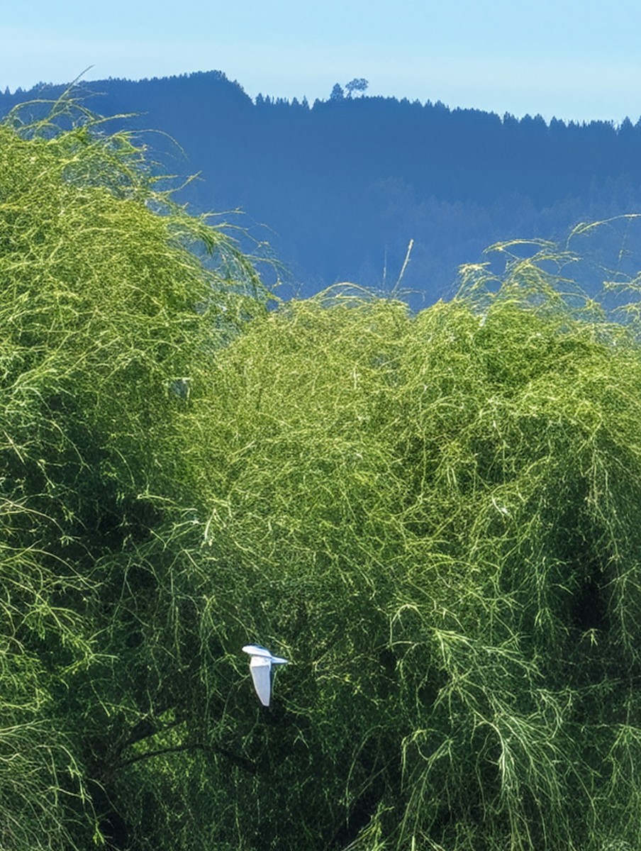 Whiskered Tern - ML643049314