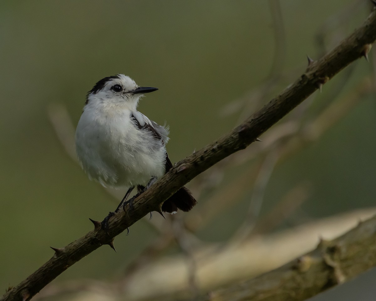 Pied Water-Tyrant - ML643049339