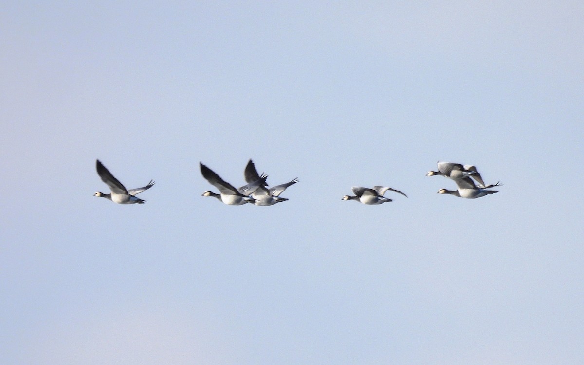 Barnacle Goose - ML643049362