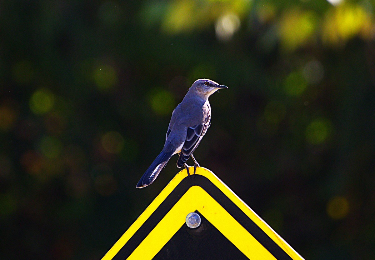Northern Mockingbird - ML643049368