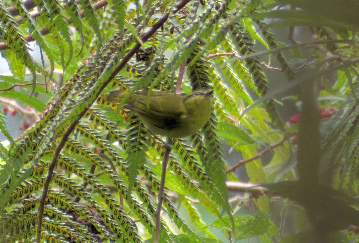 Mountain Leaf Warbler - ML643049378