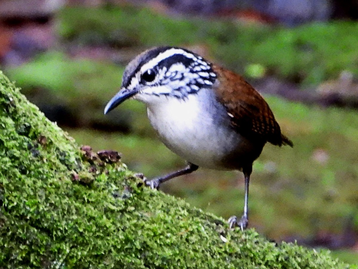 White-breasted Wood-Wren - ML643049386