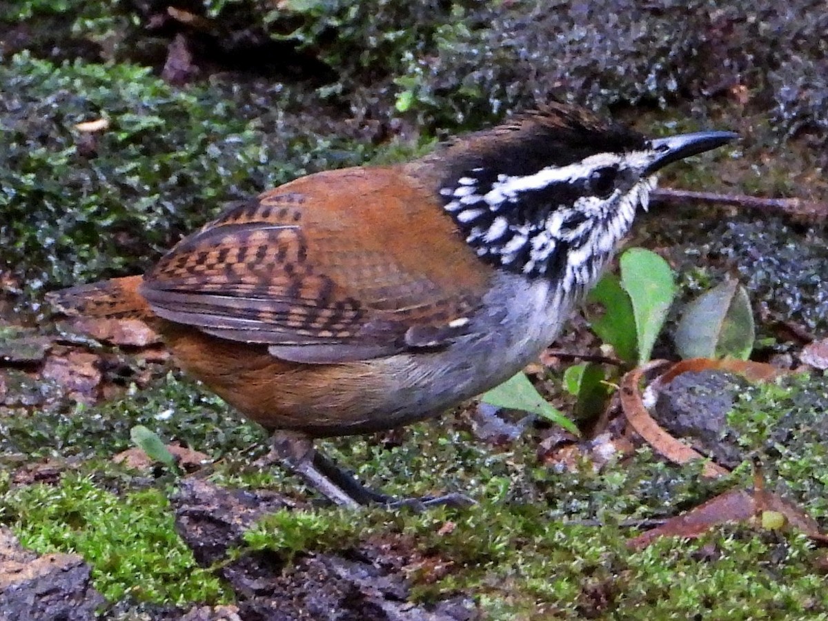 White-breasted Wood-Wren - ML643049391
