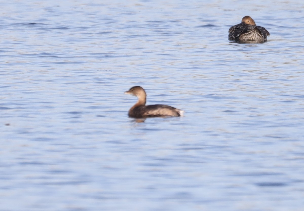 Pied-billed Grebe - ML643049395