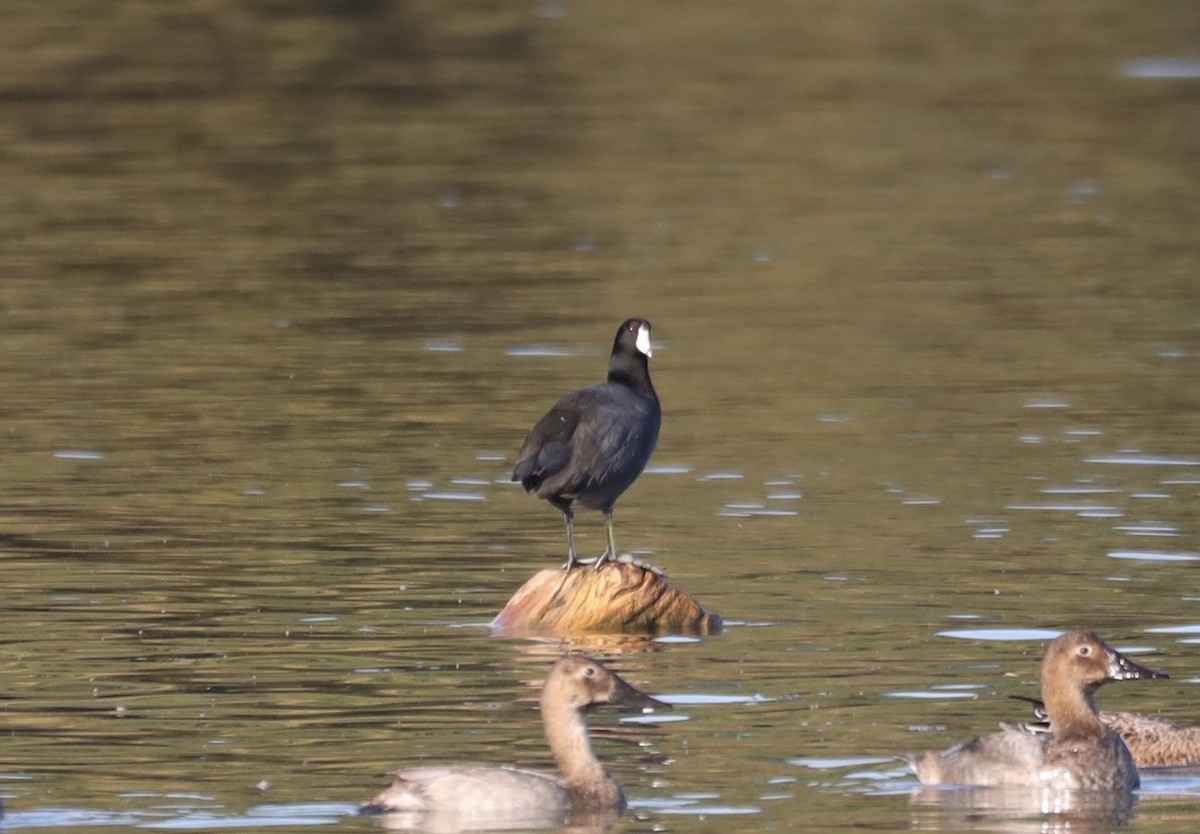 American Coot - ML643049413