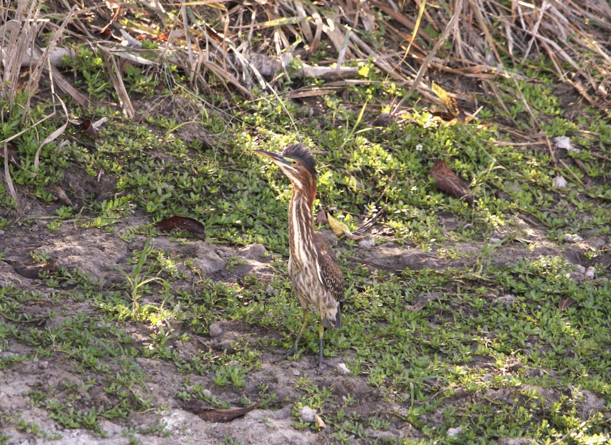 Green Heron - ML643049417