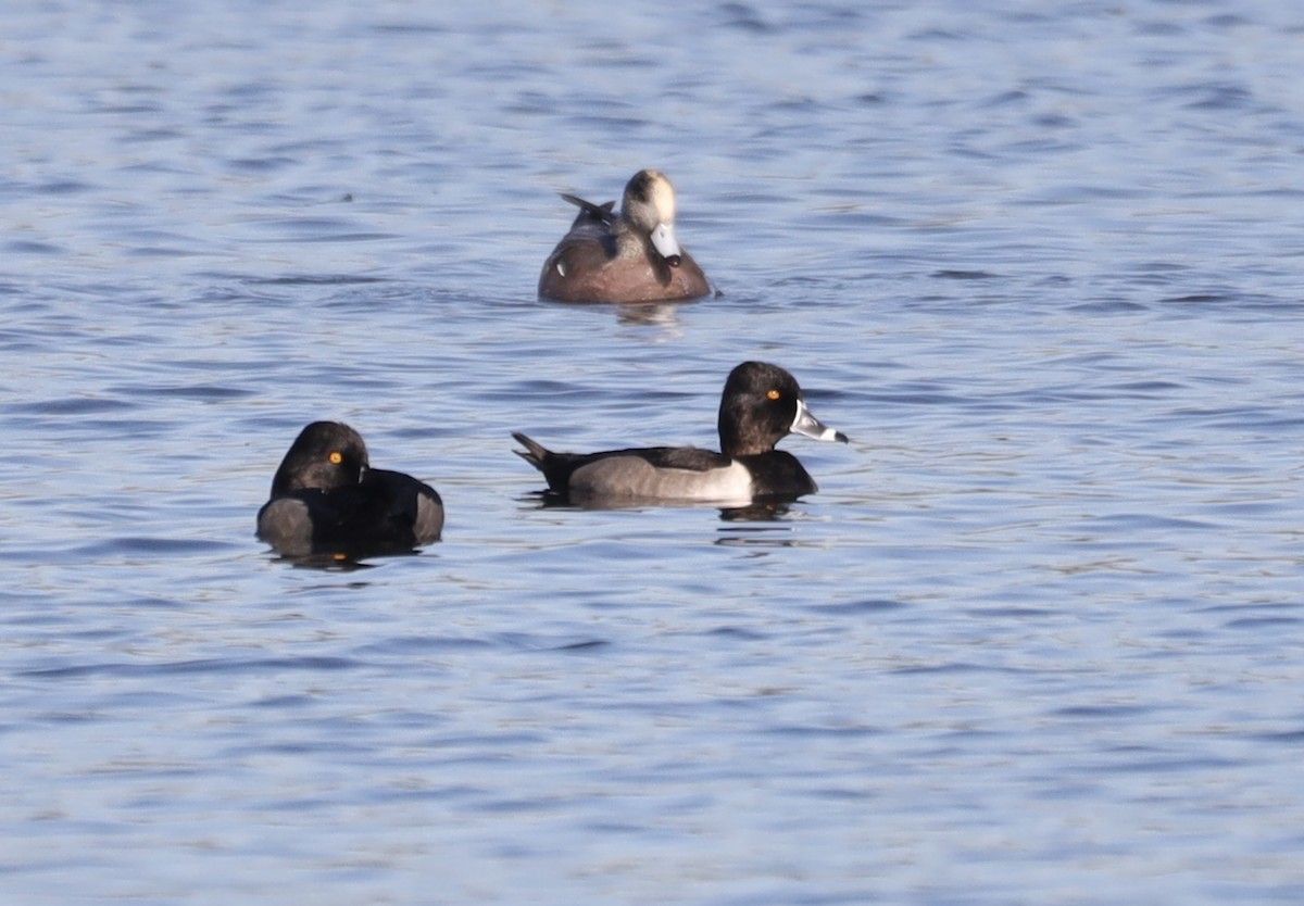 Ring-necked Duck - ML643049418