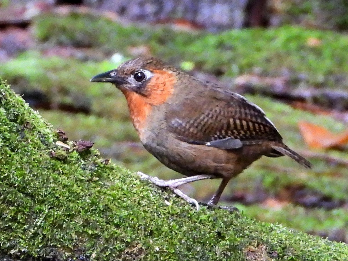 Song Wren - ML643049426