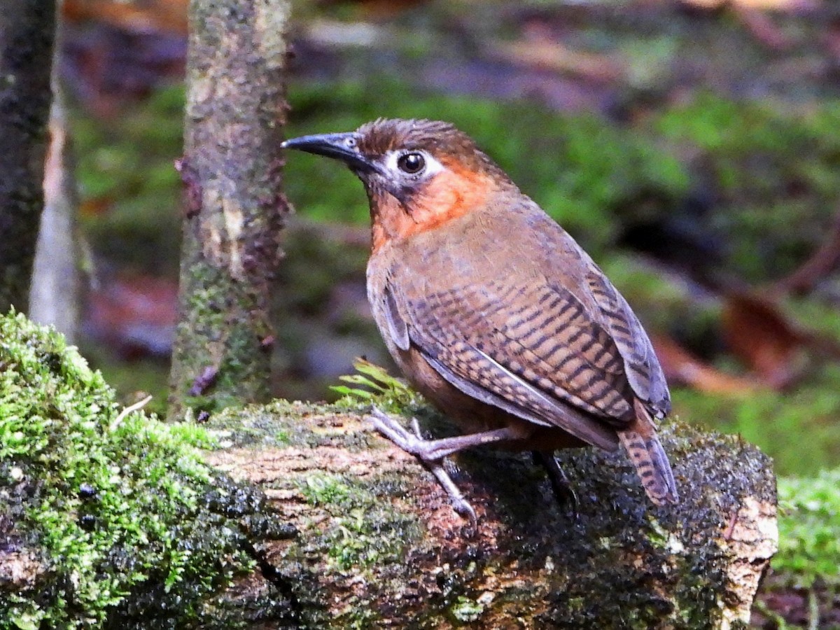 Song Wren - ML643049432