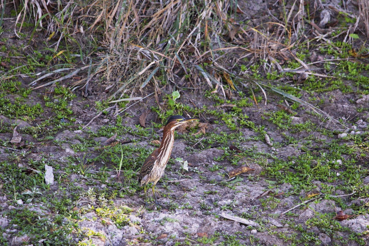 Green Heron - ML643049436