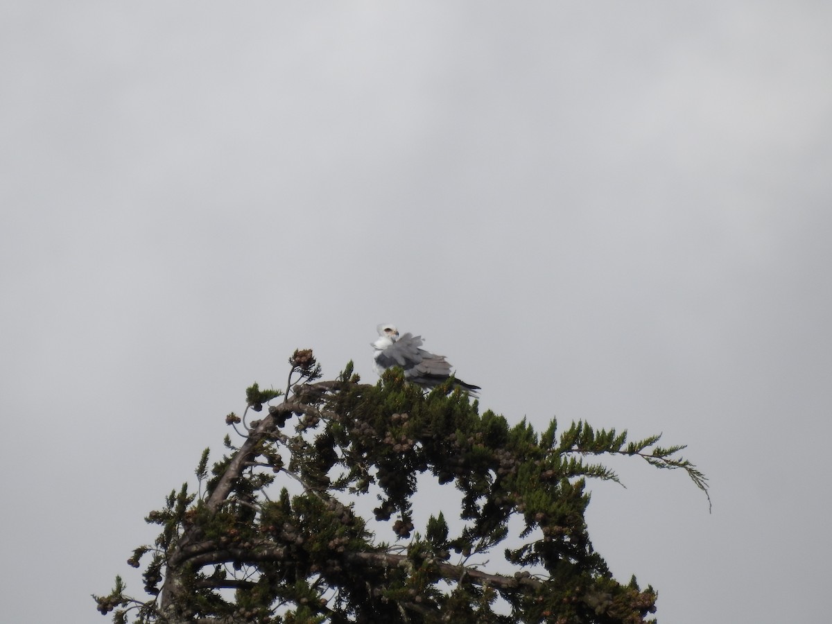 luněc americký - ML643049443