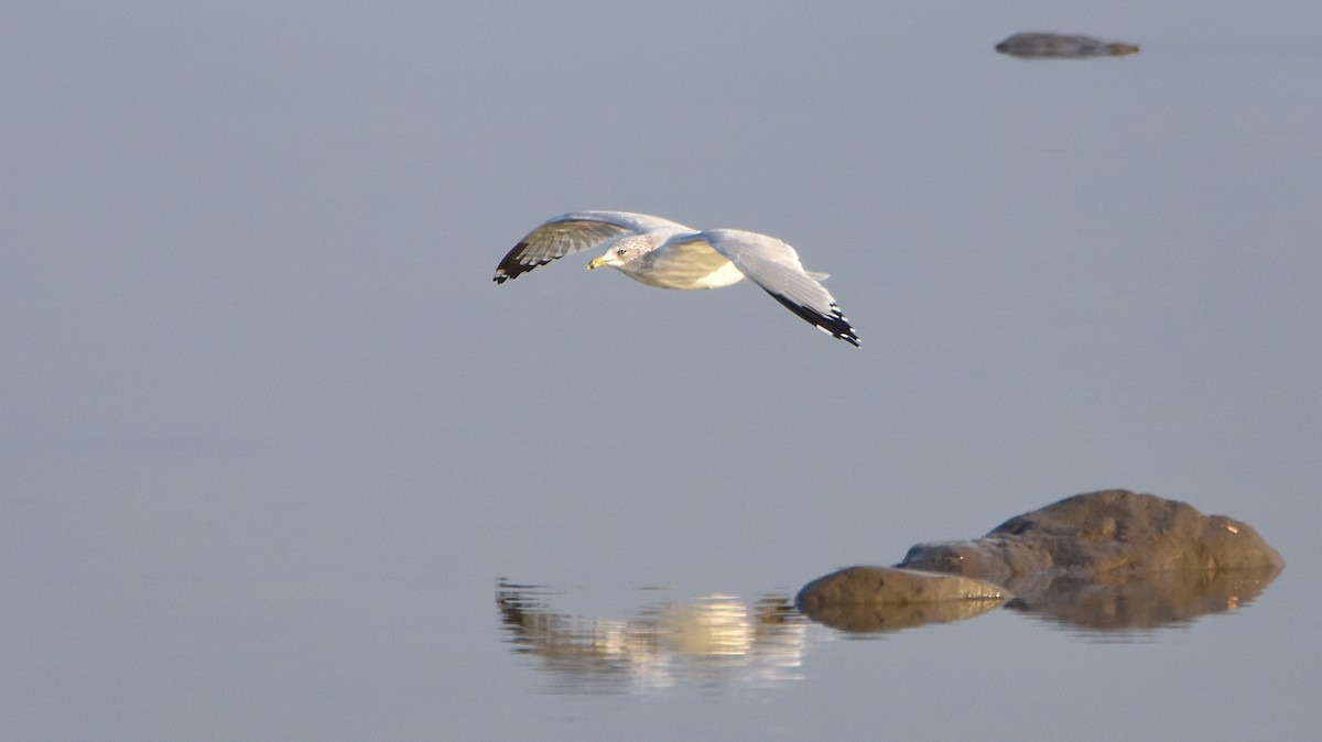 Gaviota de Delaware - ML643049447