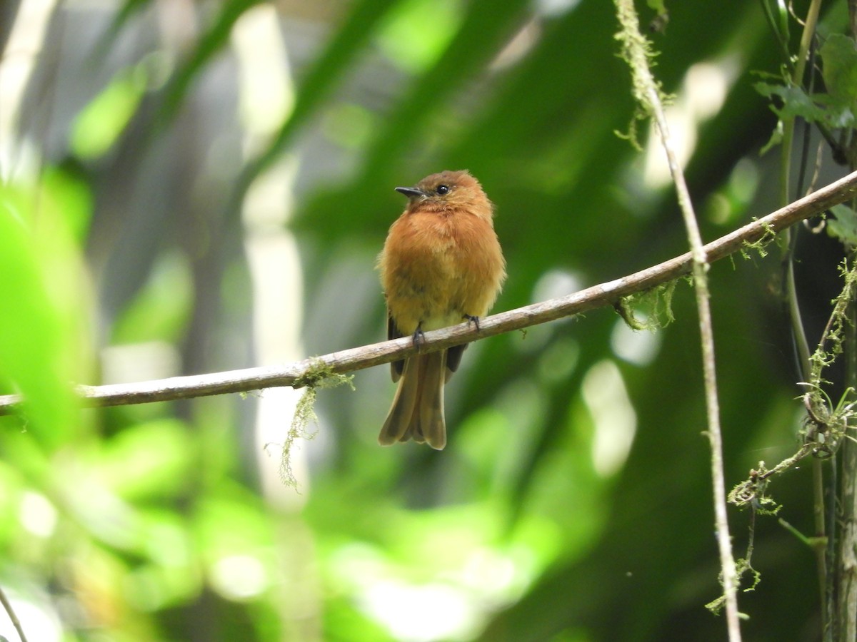 Cinnamon Flycatcher - ML643049448