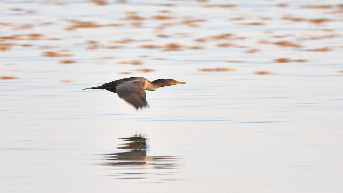 Cormorán Orejudo - ML643049456