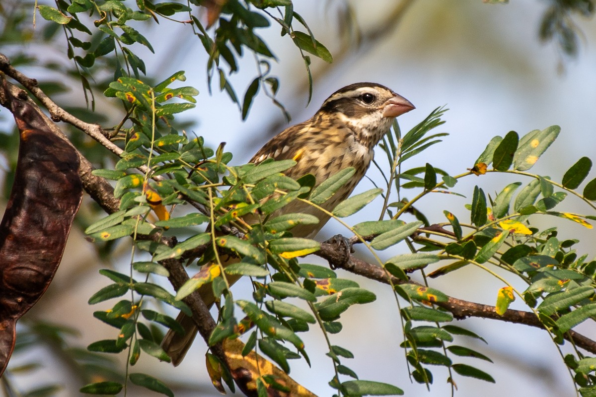 Rose-breasted Grosbeak - ML643049463