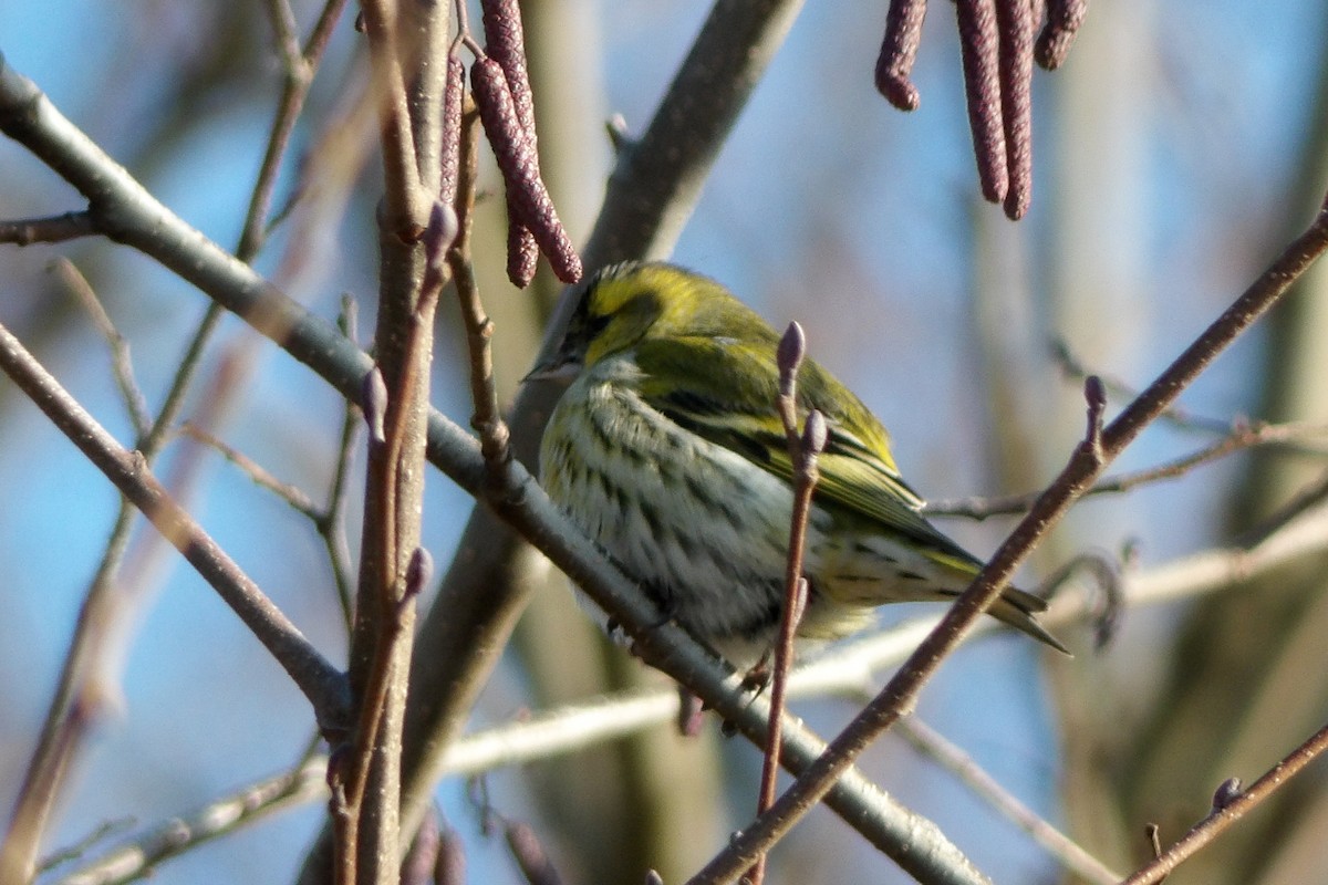 Eurasian Siskin - ML643049467