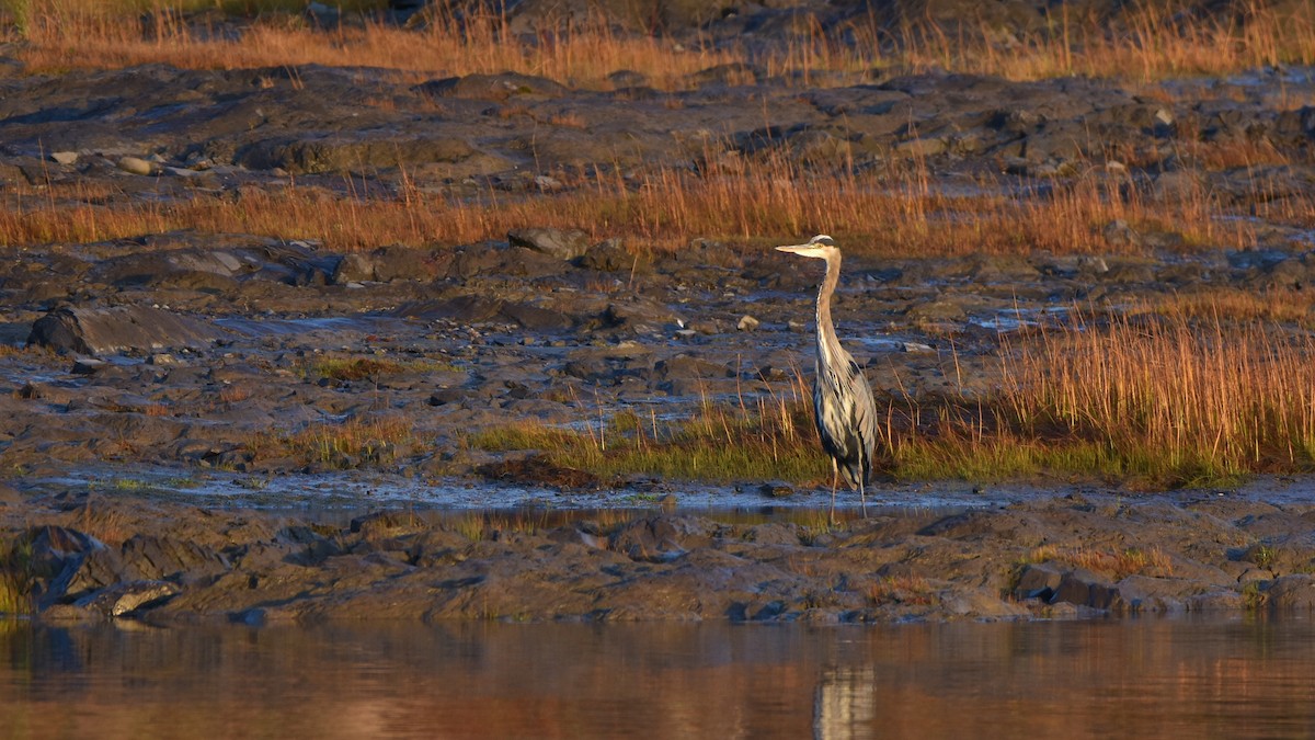 Garza Azulada - ML643049468