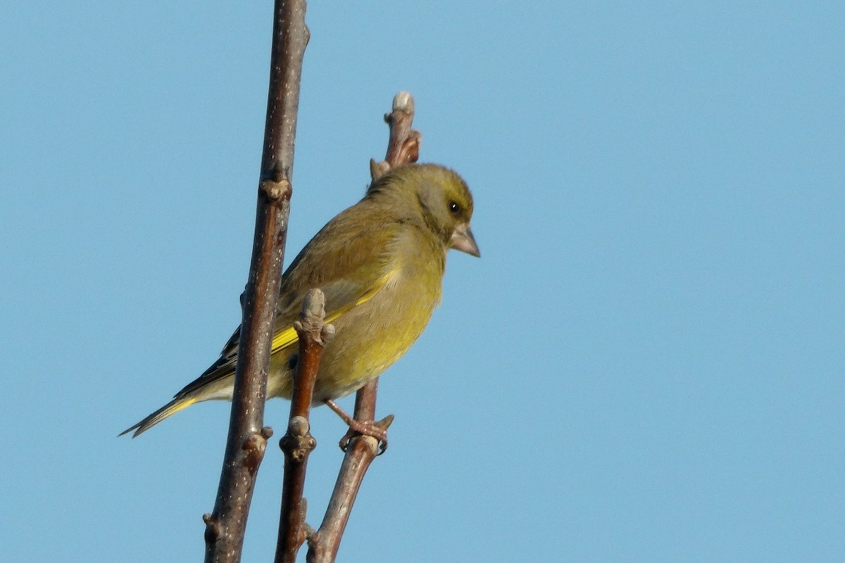 European Greenfinch - ML643049469