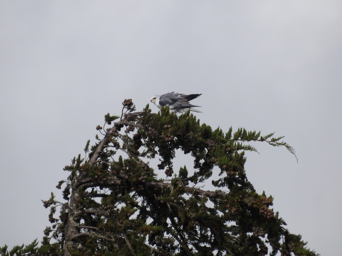 luněc americký - ML643049474