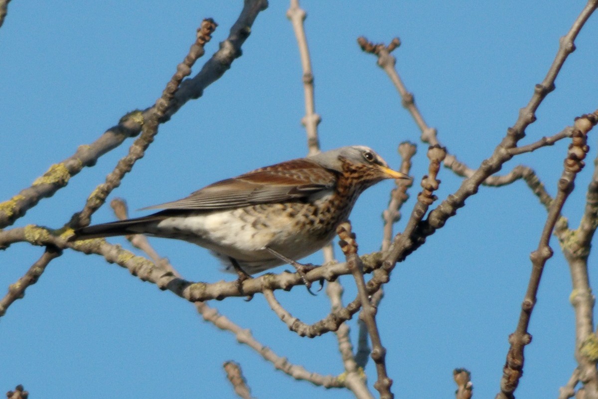 Fieldfare - ML643049475