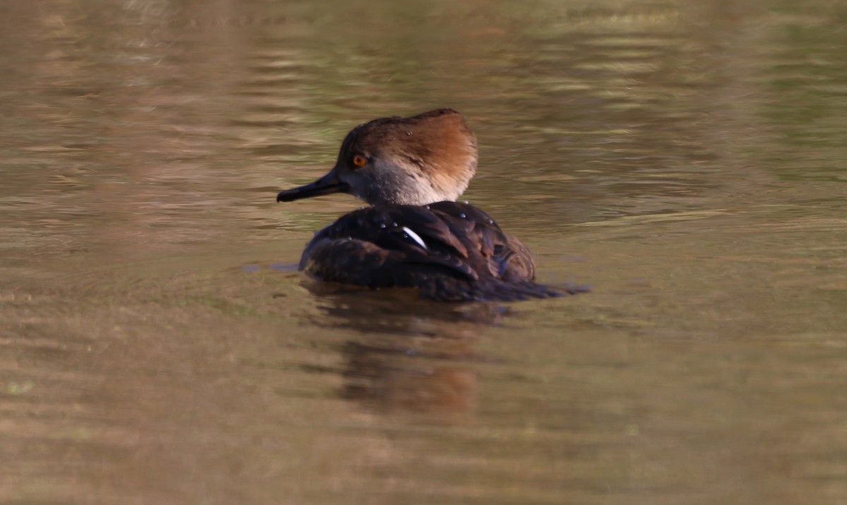 Hooded Merganser - ML643049478