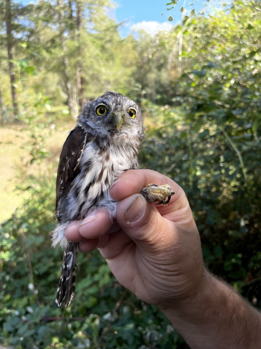 Northern Pygmy-Owl - ML643049480