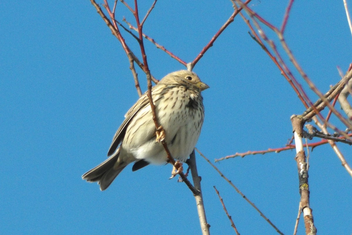 Corn Bunting - ML643049485