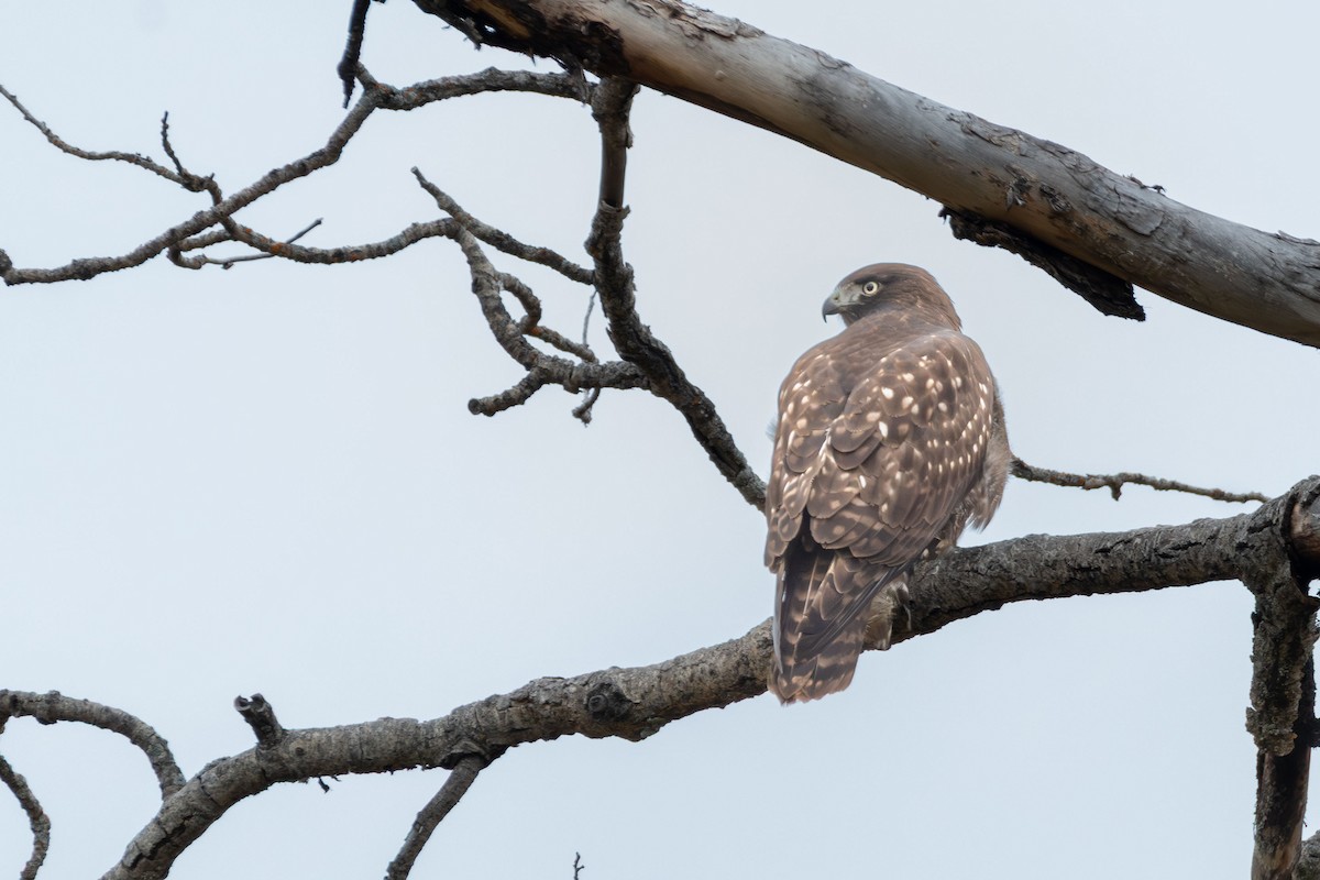 Red-tailed Hawk - ML643049486