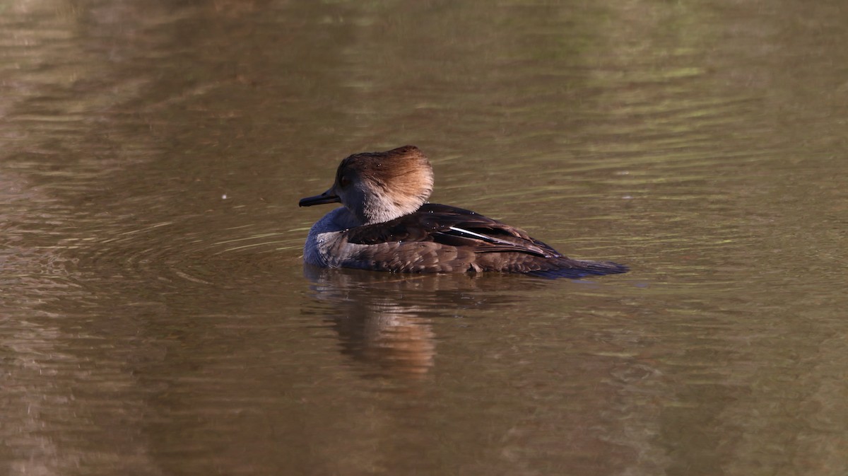 Hooded Merganser - ML643049487