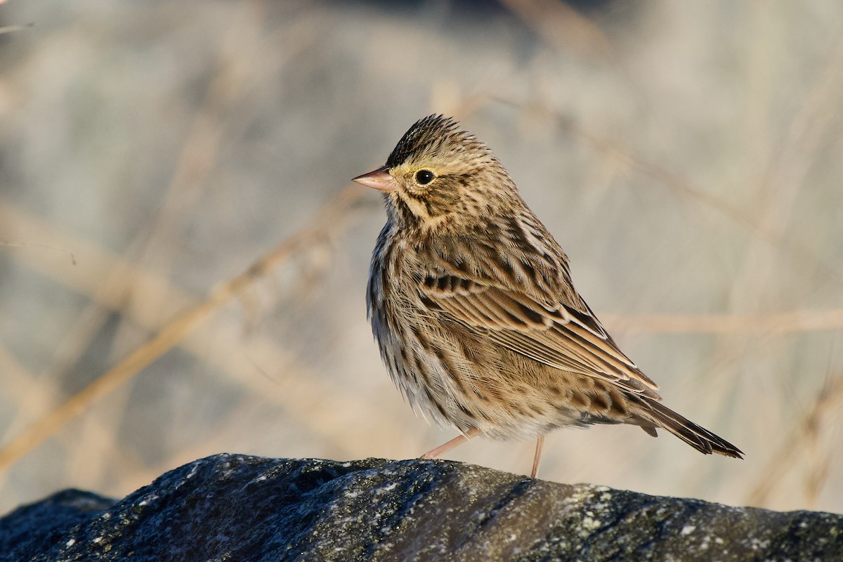 Savannah Sparrow - ML643049505