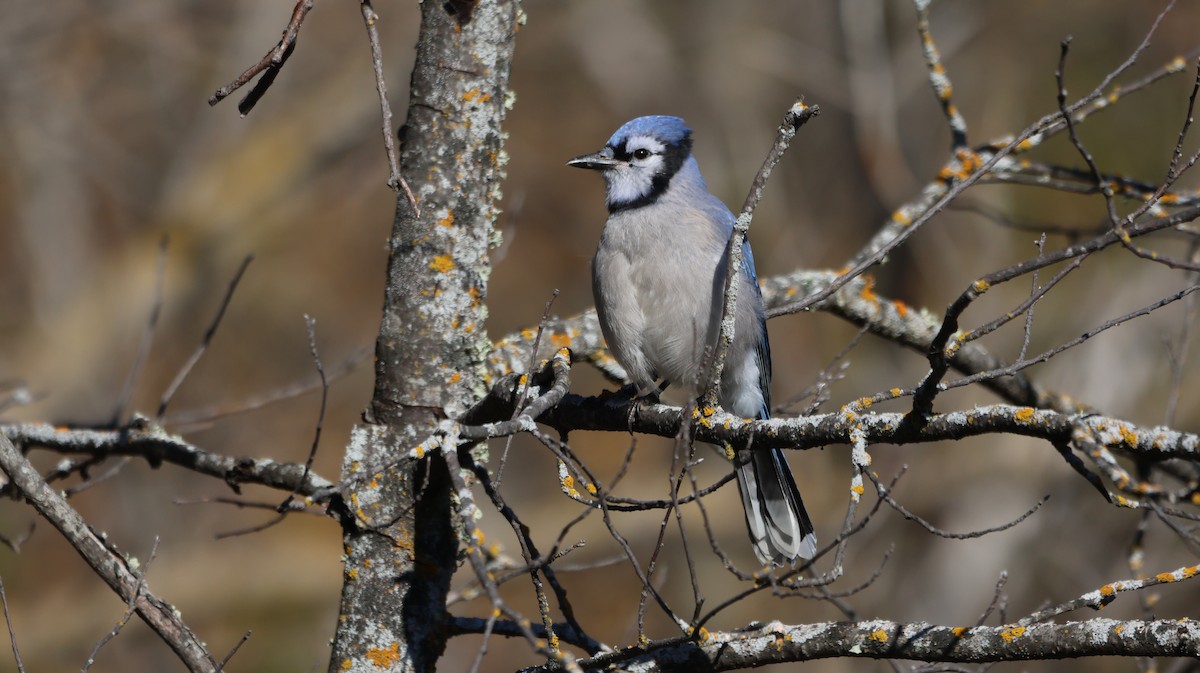 Blue Jay - ML643049506