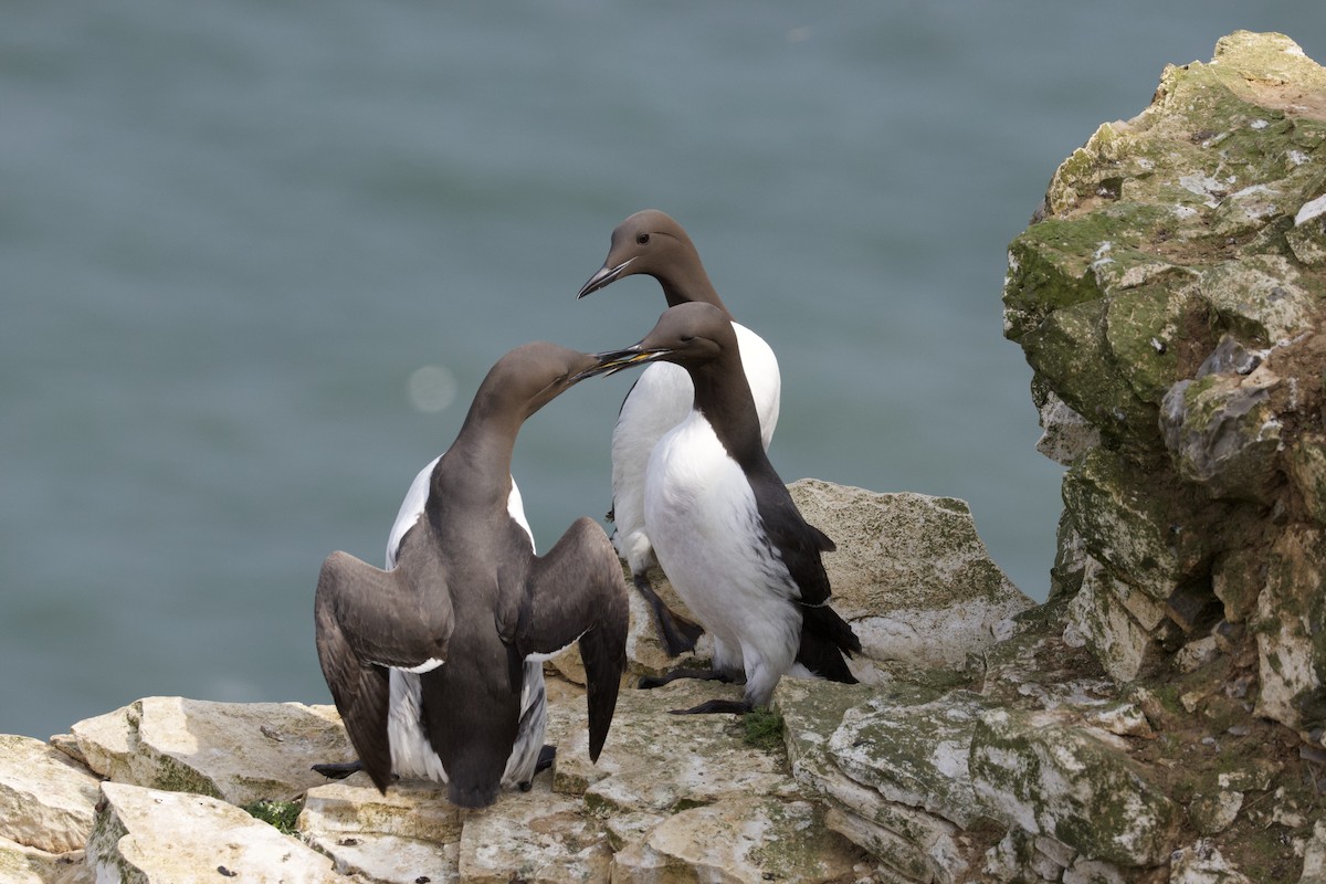 Common Murre - ML643049509