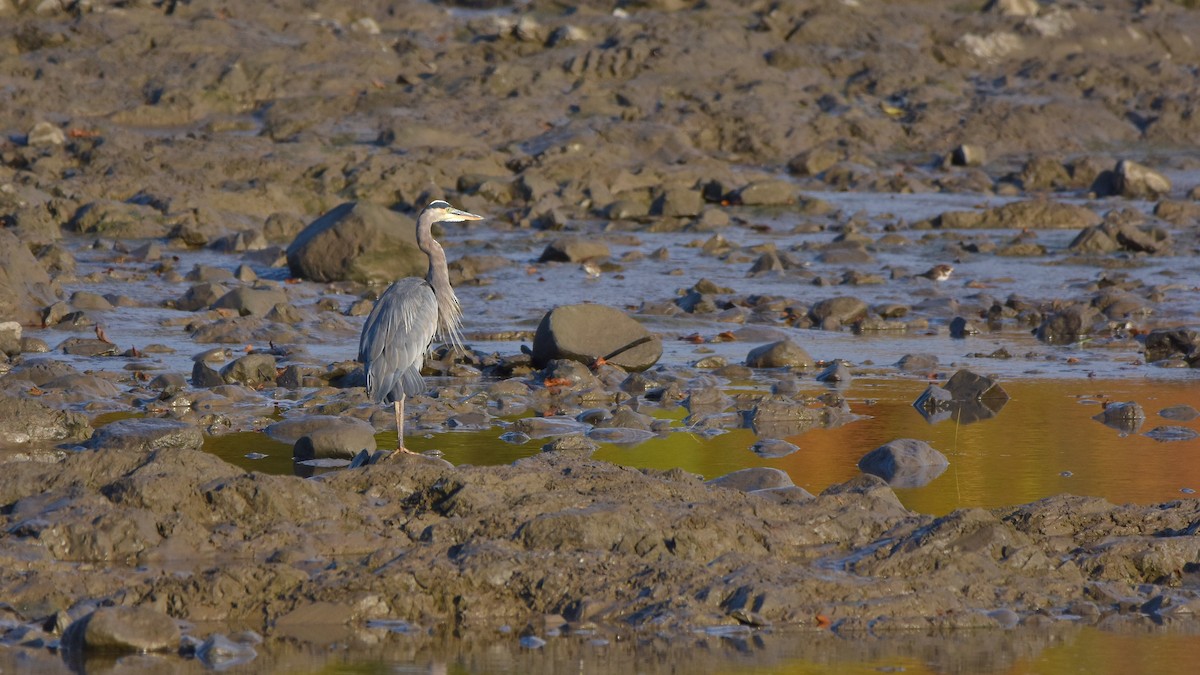 Garza Azulada - ML643049510
