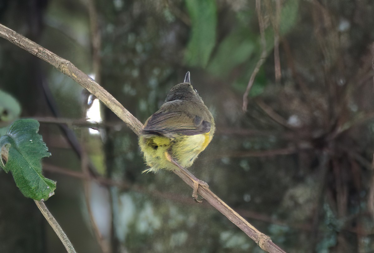 Mountain Leaf Warbler - ML643049513