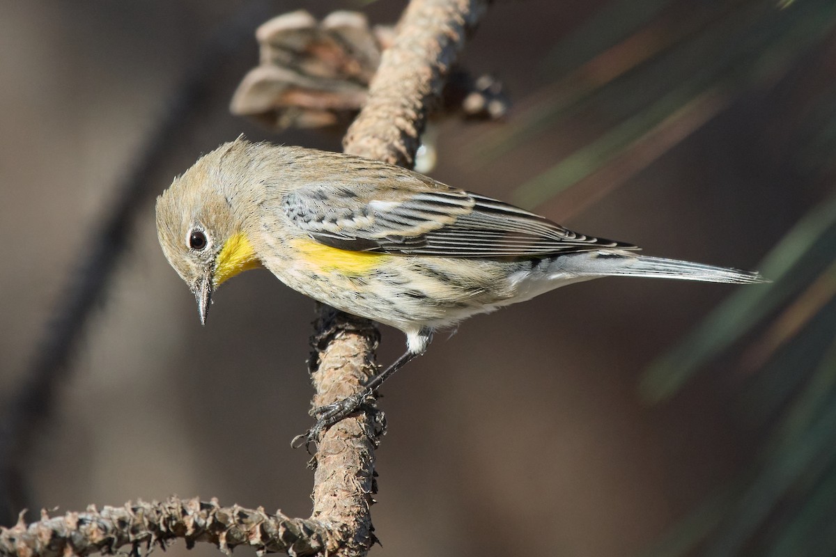 Yellow-rumped Warbler - ML643049516
