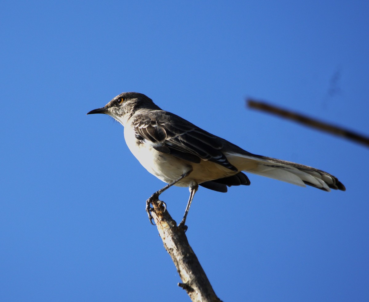 Northern Mockingbird - ML643049523