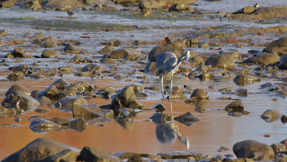 Garza Azulada - ML643049535