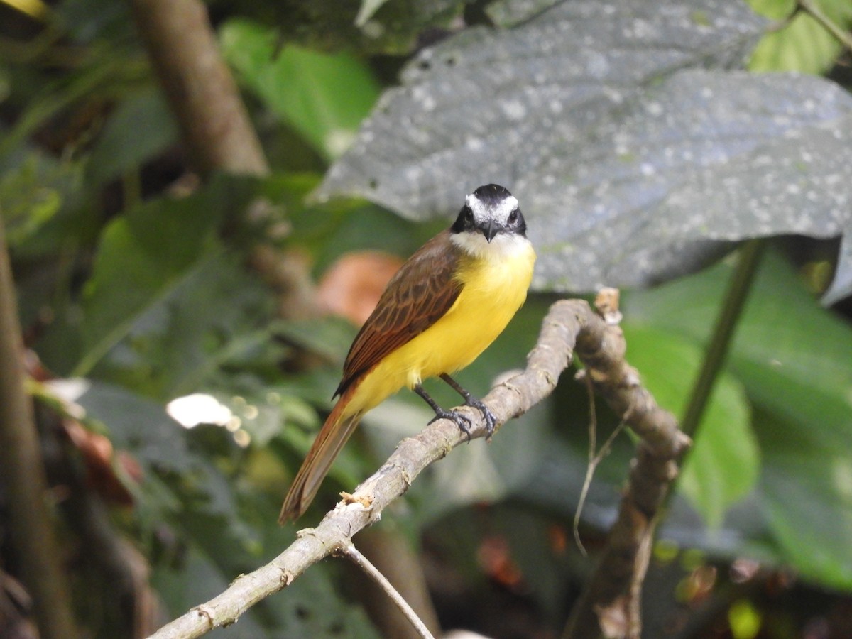Lesser Kiskadee - ML643049536