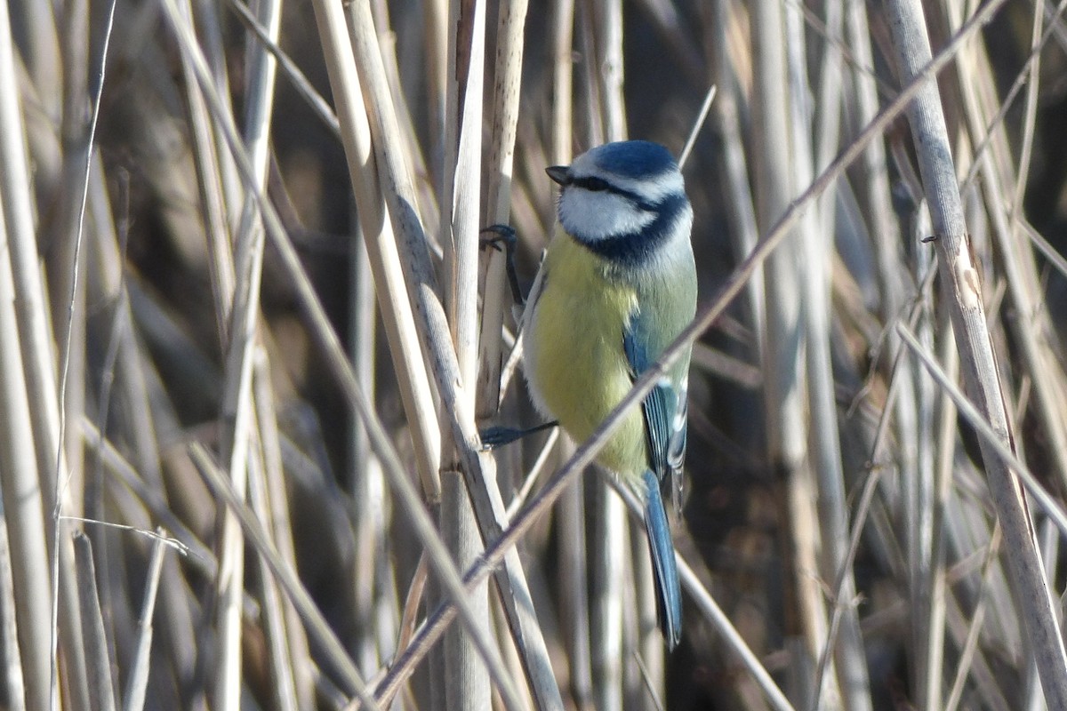 Eurasian Blue Tit - ML643049540