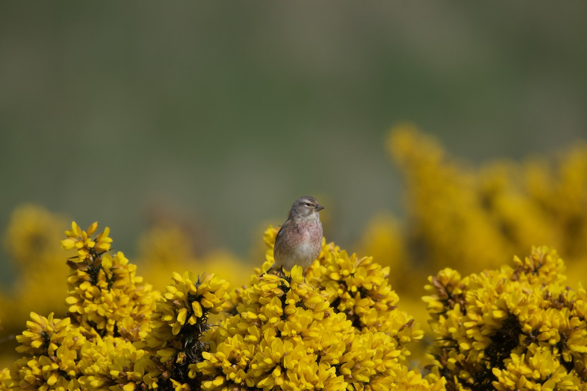 Eurasian Linnet - ML643049556