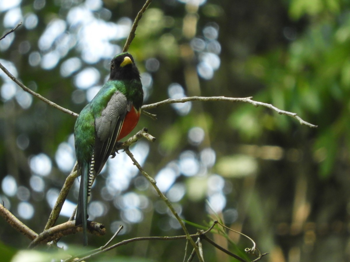 Collared Trogon - ML643049568