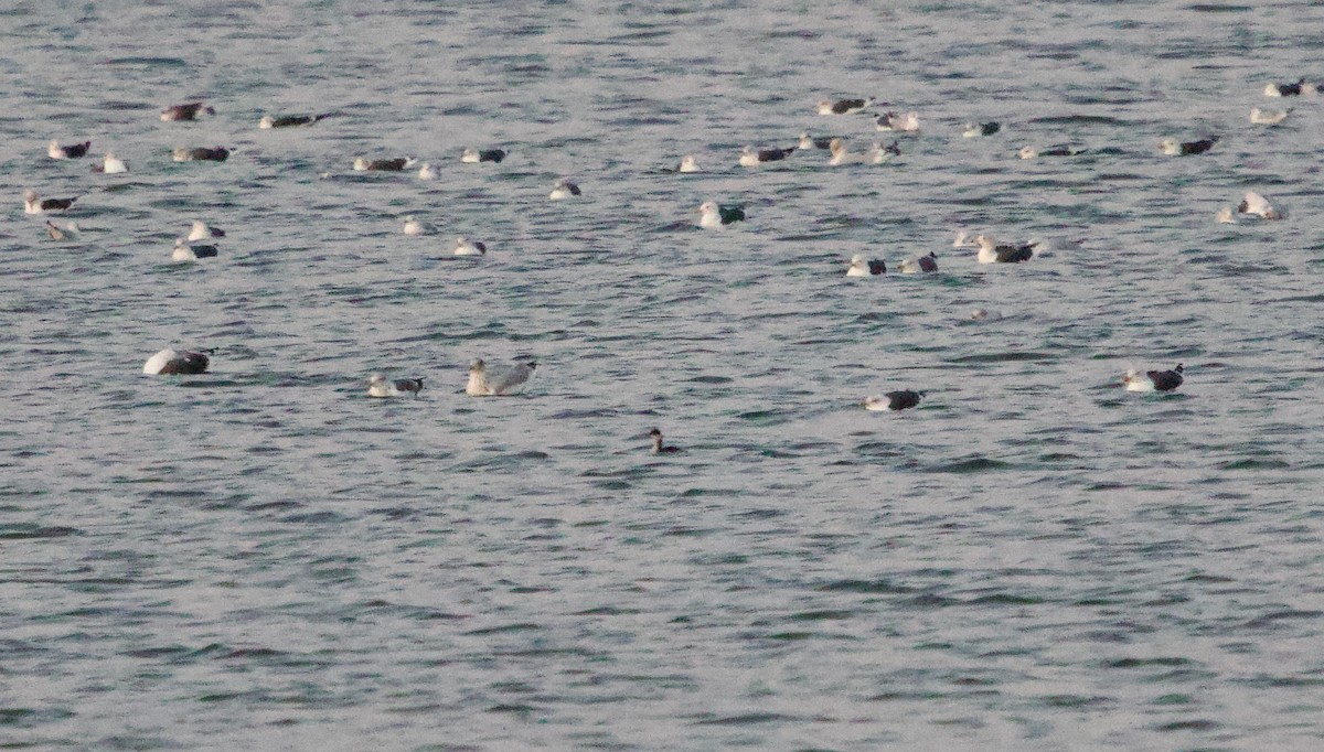 Eared Grebe - ML643049578