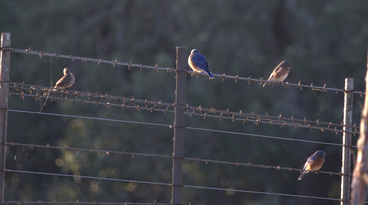Eastern Bluebird - ML643049596