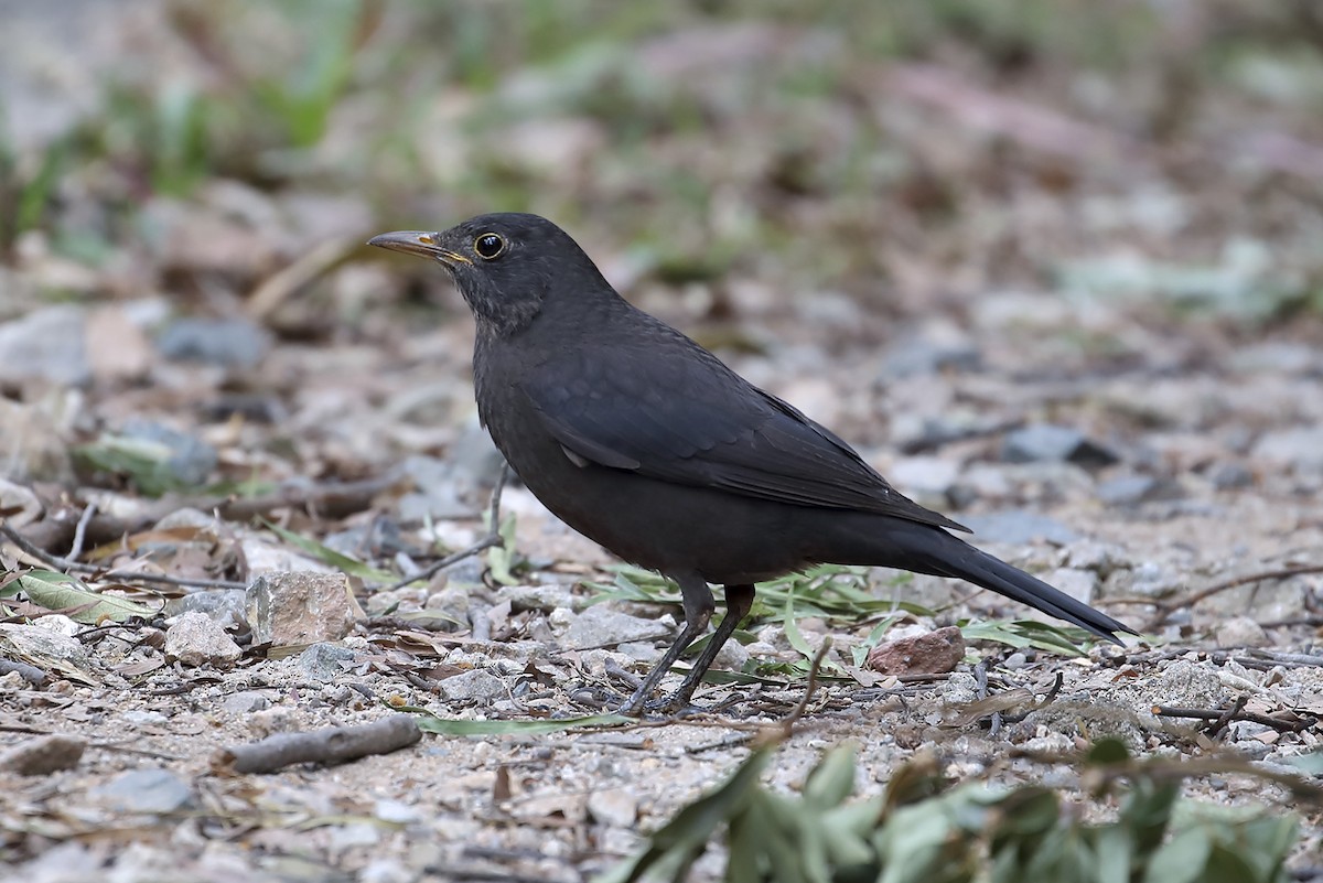 Chinese Blackbird - ML643049611