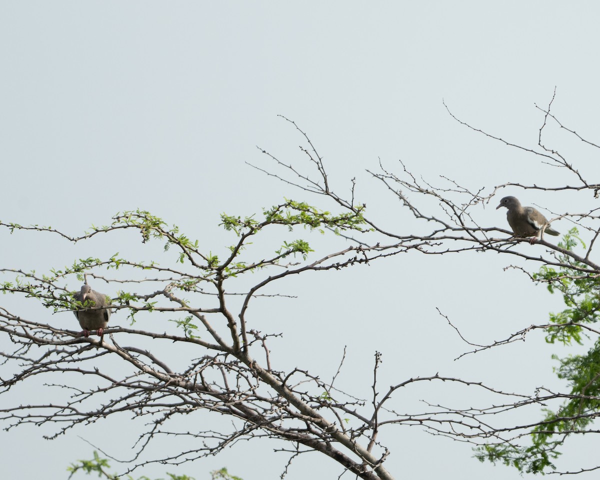 holub bělokřídlý - ML643049621